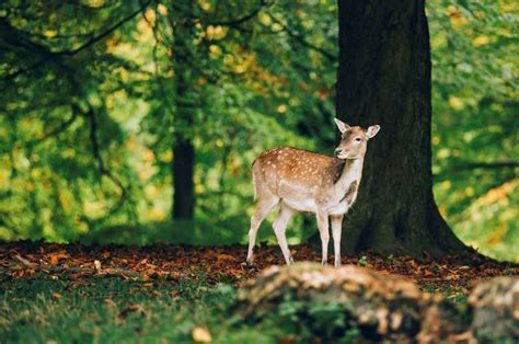 dyreparken aarhus|Mød dyrene i Marselisborg Dyrehave